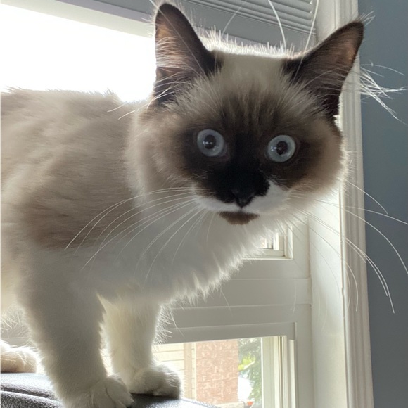 Meet your Posher, Miranda - Picture 1 of 1